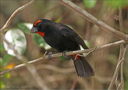 Melopyrrha violacea (Linnaeus 1758)的圖片