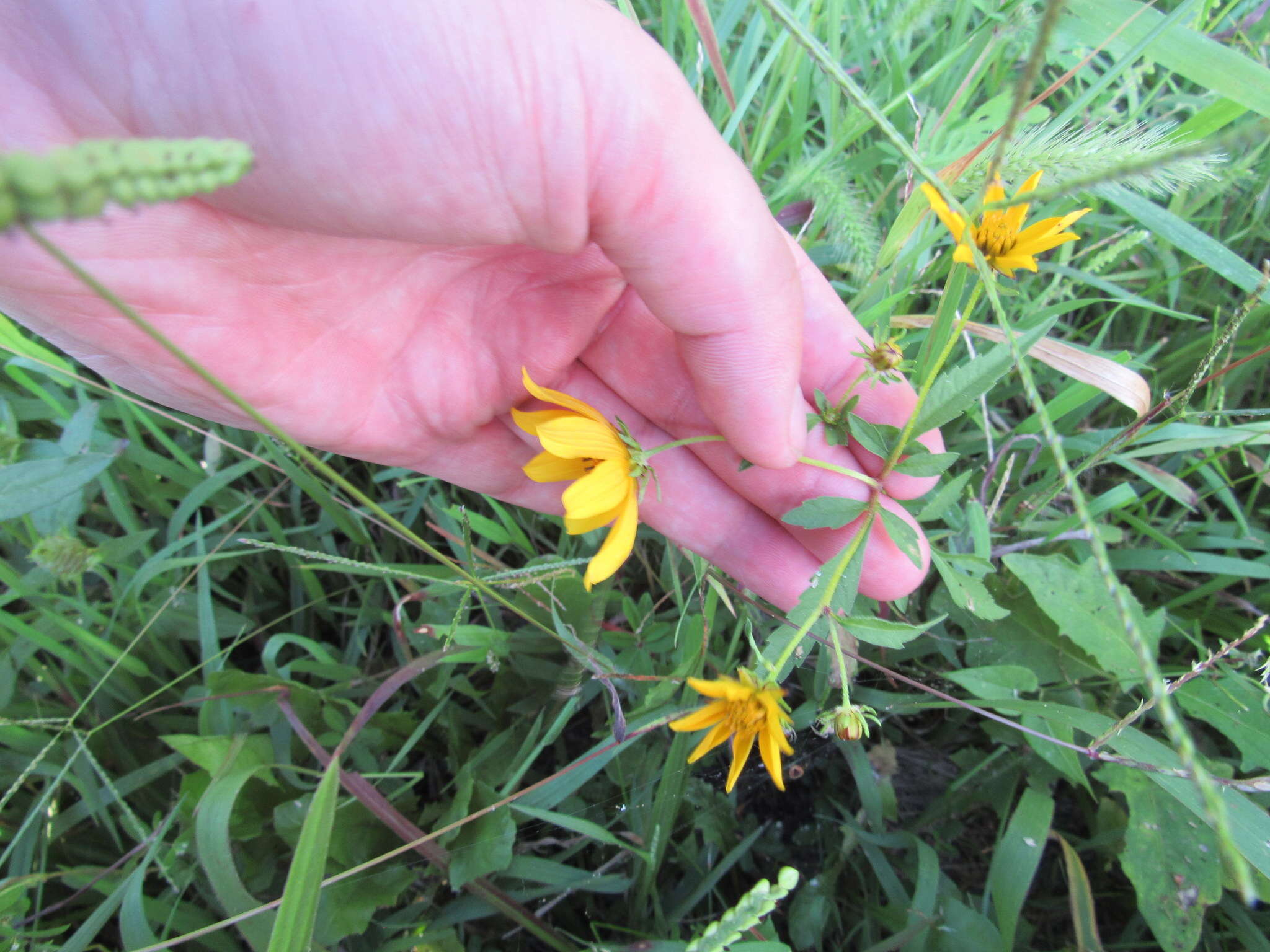 صورة Bidens polylepis S. F. Blake