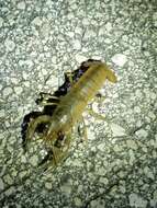 Image of Deceitful Crayfish