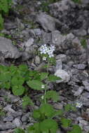 Image de Arabis alpina subsp. alpina