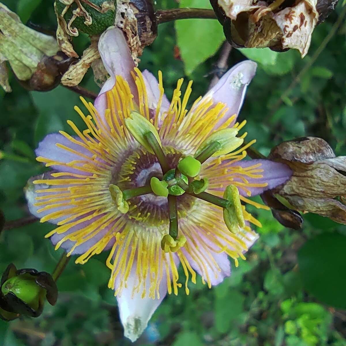 Слика од Passiflora bicornis Mill.