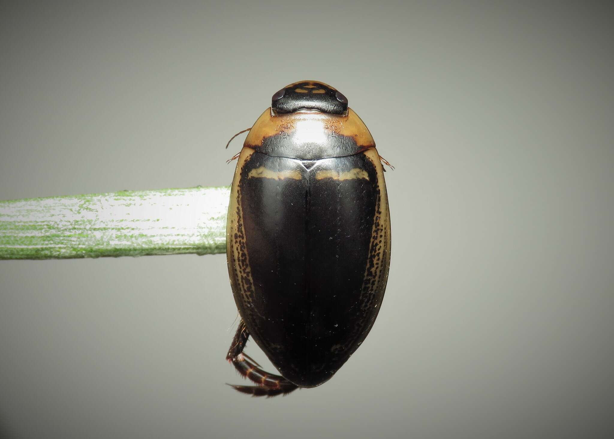 Image of Hydaticus (Hydaticus) transversalis (Pontoppidan 1763)