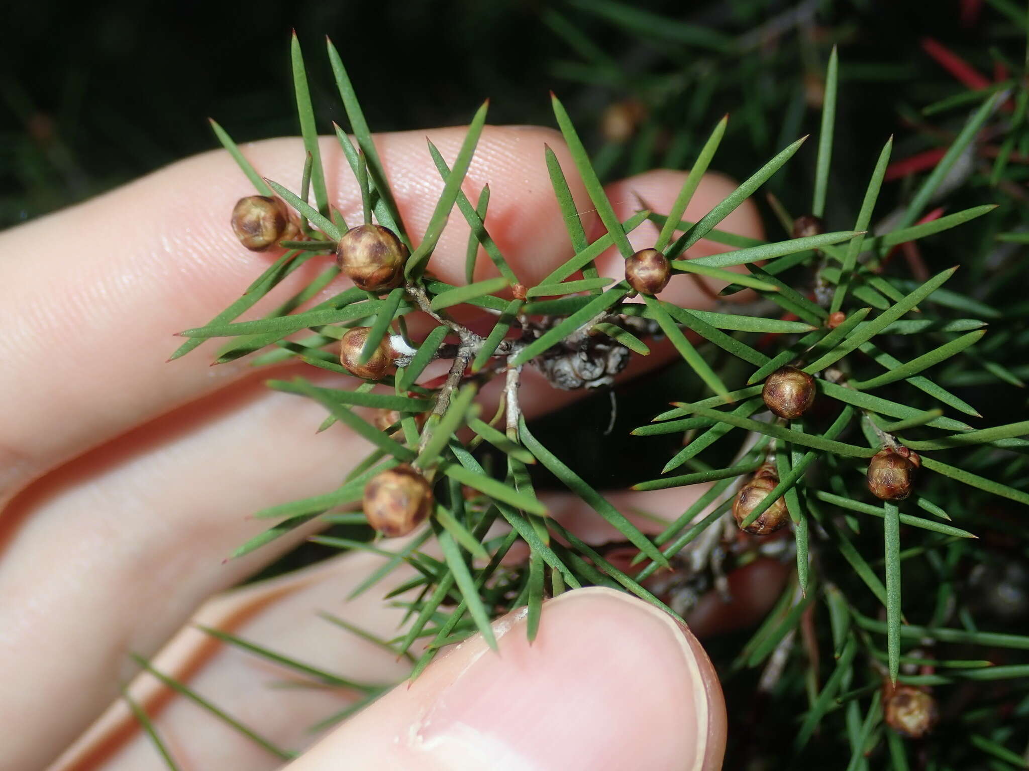 Sivun Melaleuca nodosa (Gaertn.) Sm. kuva