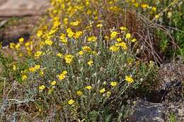 Helianthemum caput-felis Boiss. resmi