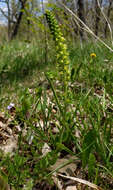 Image of Bull's coraldrops