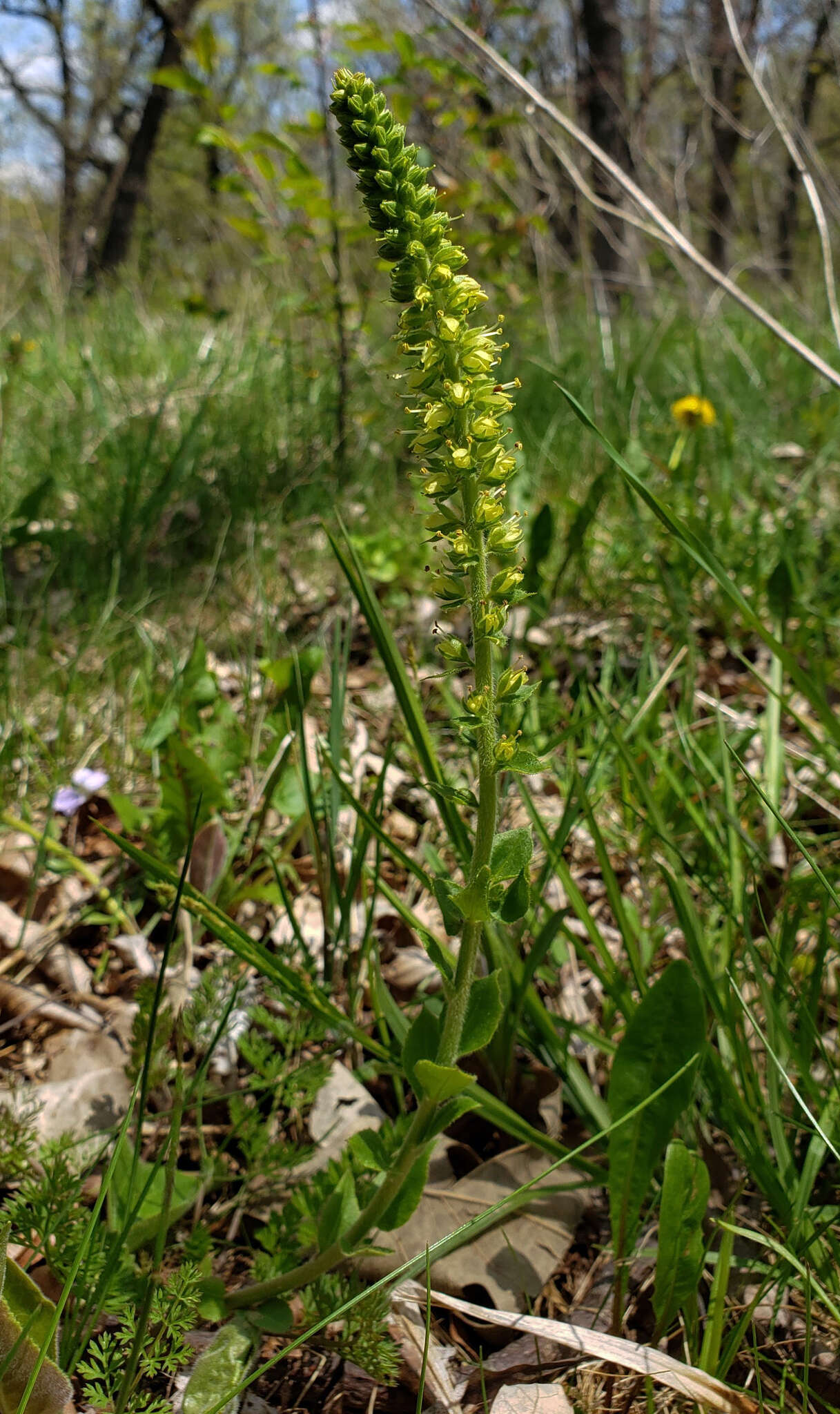 Image of Bull's coraldrops