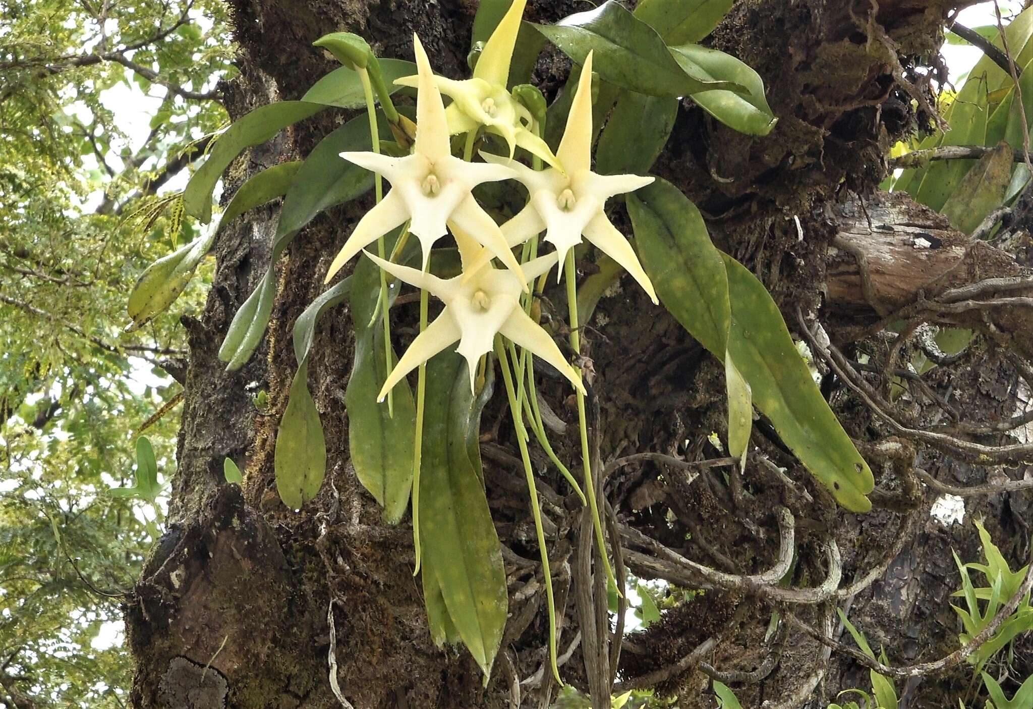 Image de Étoile de Madagascar