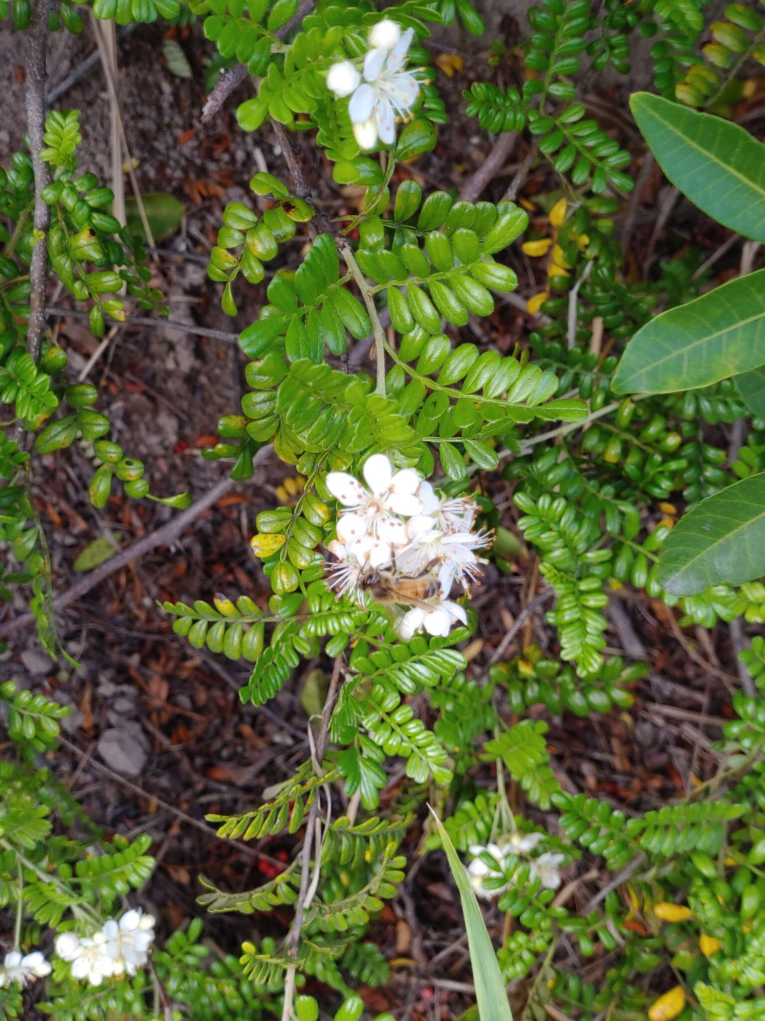 Image of Hawai'i hawthorn