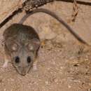 Image de Peromyscus eremicus (Baird 1857)