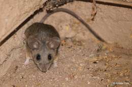 Image of Cactus Mouse