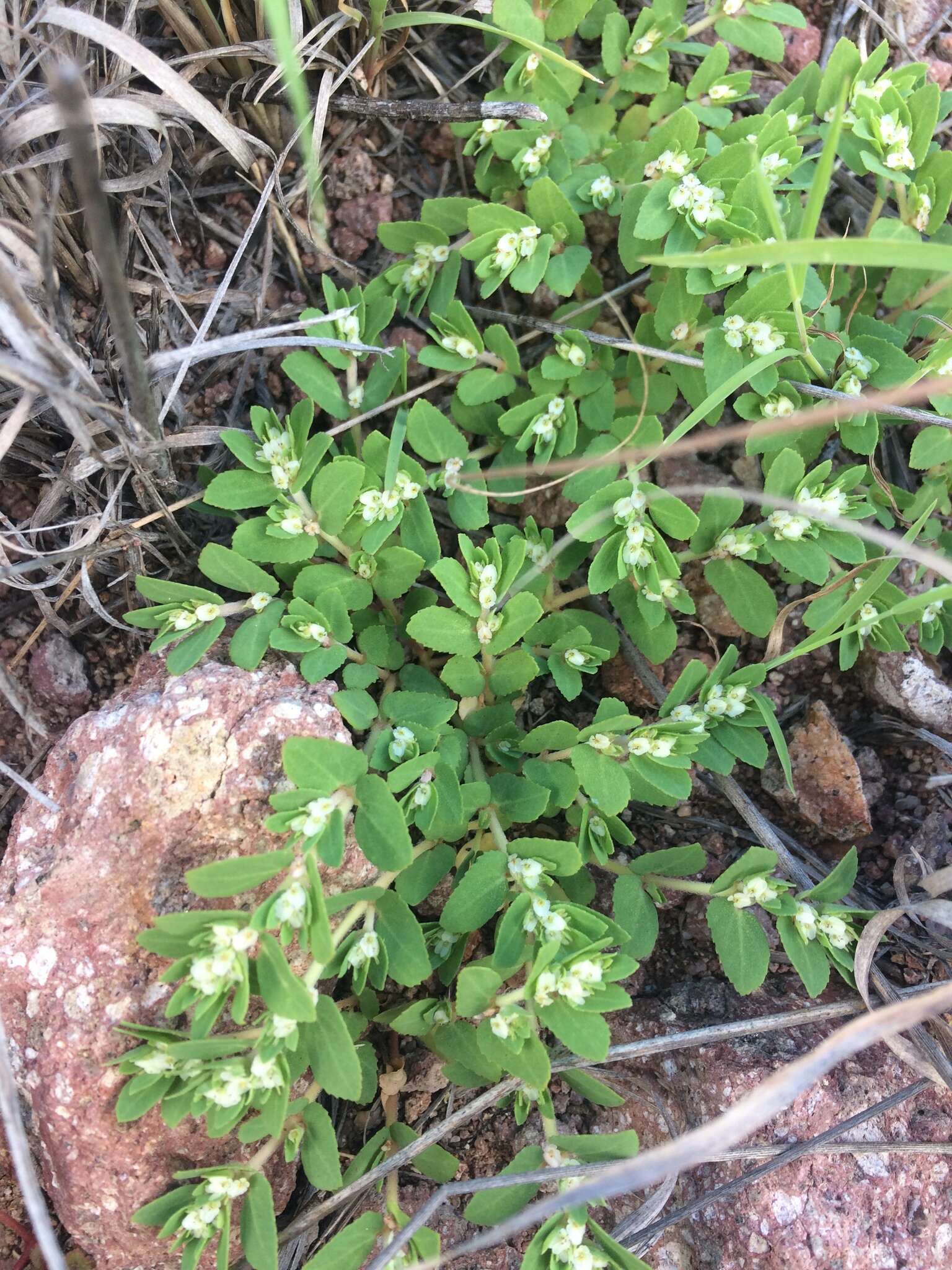 Image of Euphorbia indivisa (Engelm.) Tidestr.