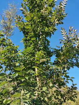 Image of Ulmus minor subsp. canescens (Melville) Browicz & Ziel.