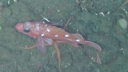 Image of Rosethorn rockfish