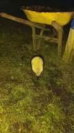 Image of stump-tailed porcupine