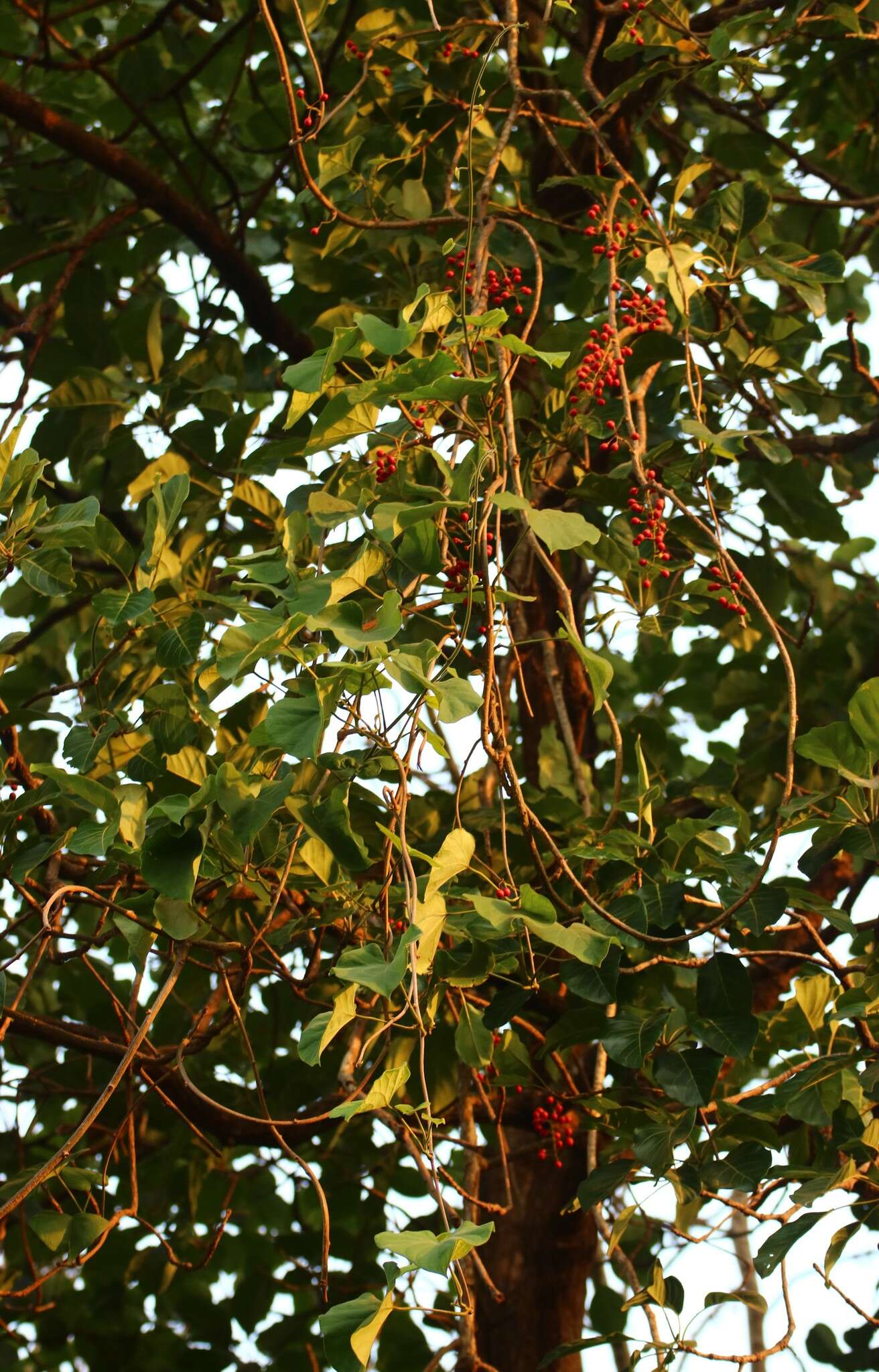 Image of Tinospora sinensis (Lour.) Merr.