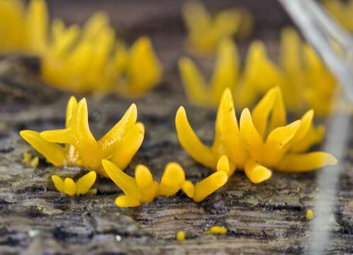 Image of Calocera cornea (Batsch) Fr. 1827