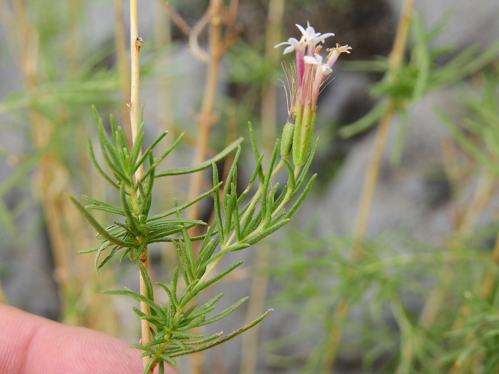 Image of Stevia satureifolia (Lam.) Lam.