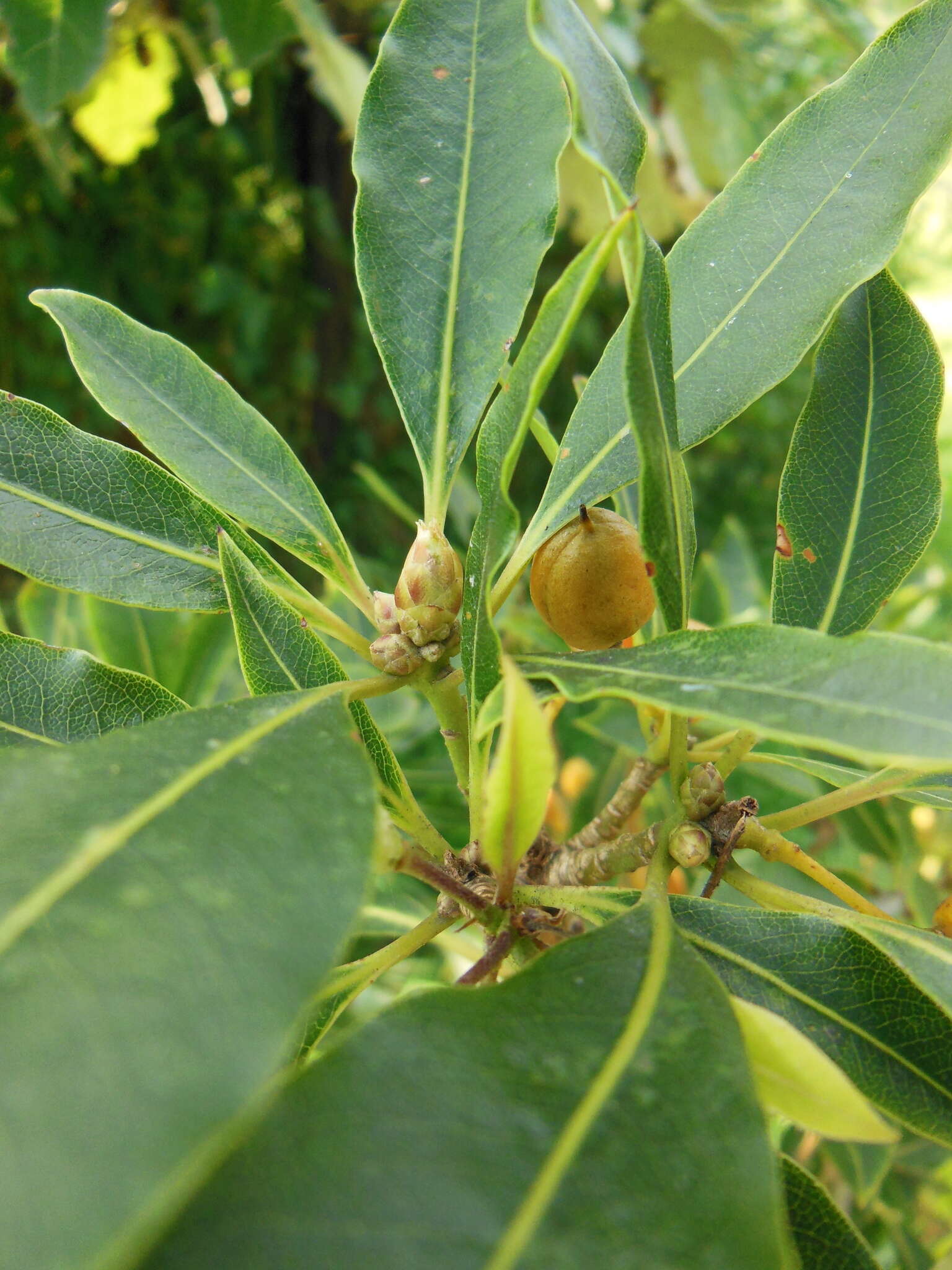 صورة Pittosporum undulatum Vent.