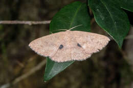 Image of Organopoda carnearia Walker 1861