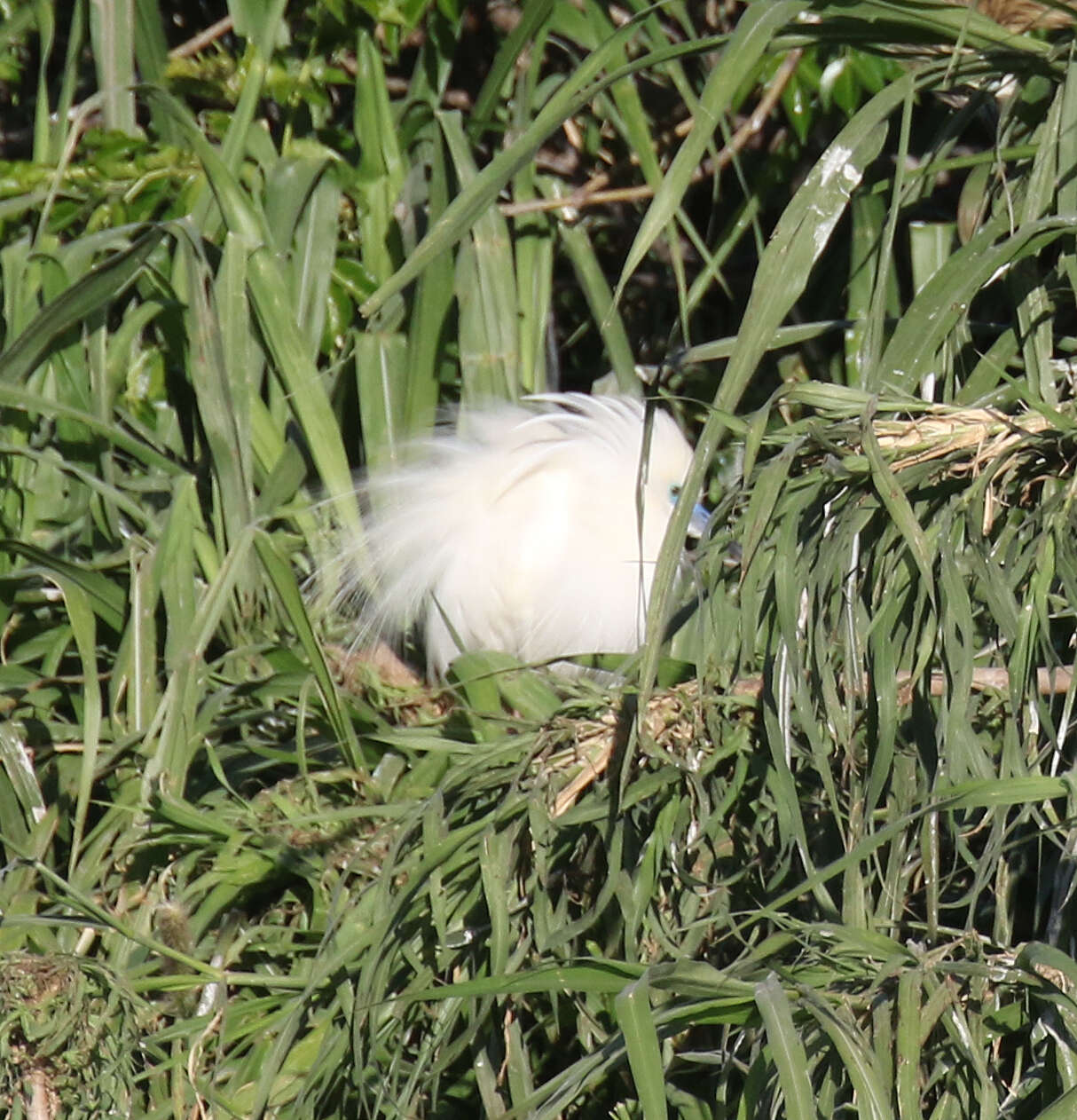 Image of Madagascar Pond-Heron