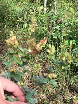 Image of hairy lespedeza