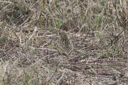 Anthus spragueii (Audubon 1844) resmi