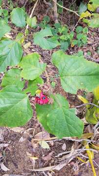 Image of Clerodendrum canescens Wall. ex Walp.