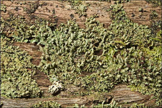 Plancia ëd Cladonia rigida (Hook. fil. & Taylor) Hampe