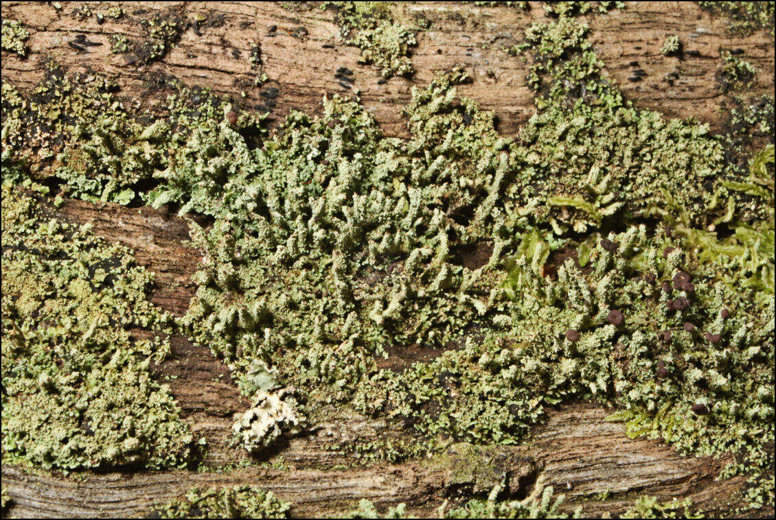 Plancia ëd Cladonia rigida (Hook. fil. & Taylor) Hampe