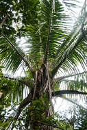 Image of Forest coconut