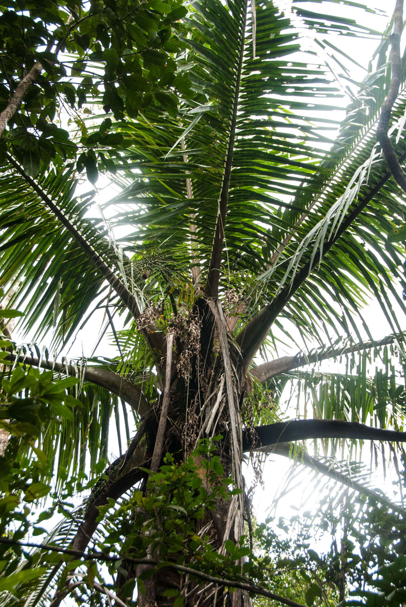 Image of Forest coconut