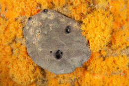 Image of grey leather sponge