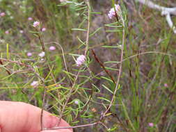 Image of Metalasia tenuifolia DC.