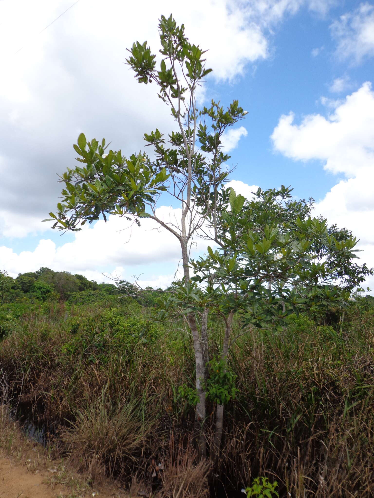 Image of Tabebuia cassinoides (Lam.) DC.