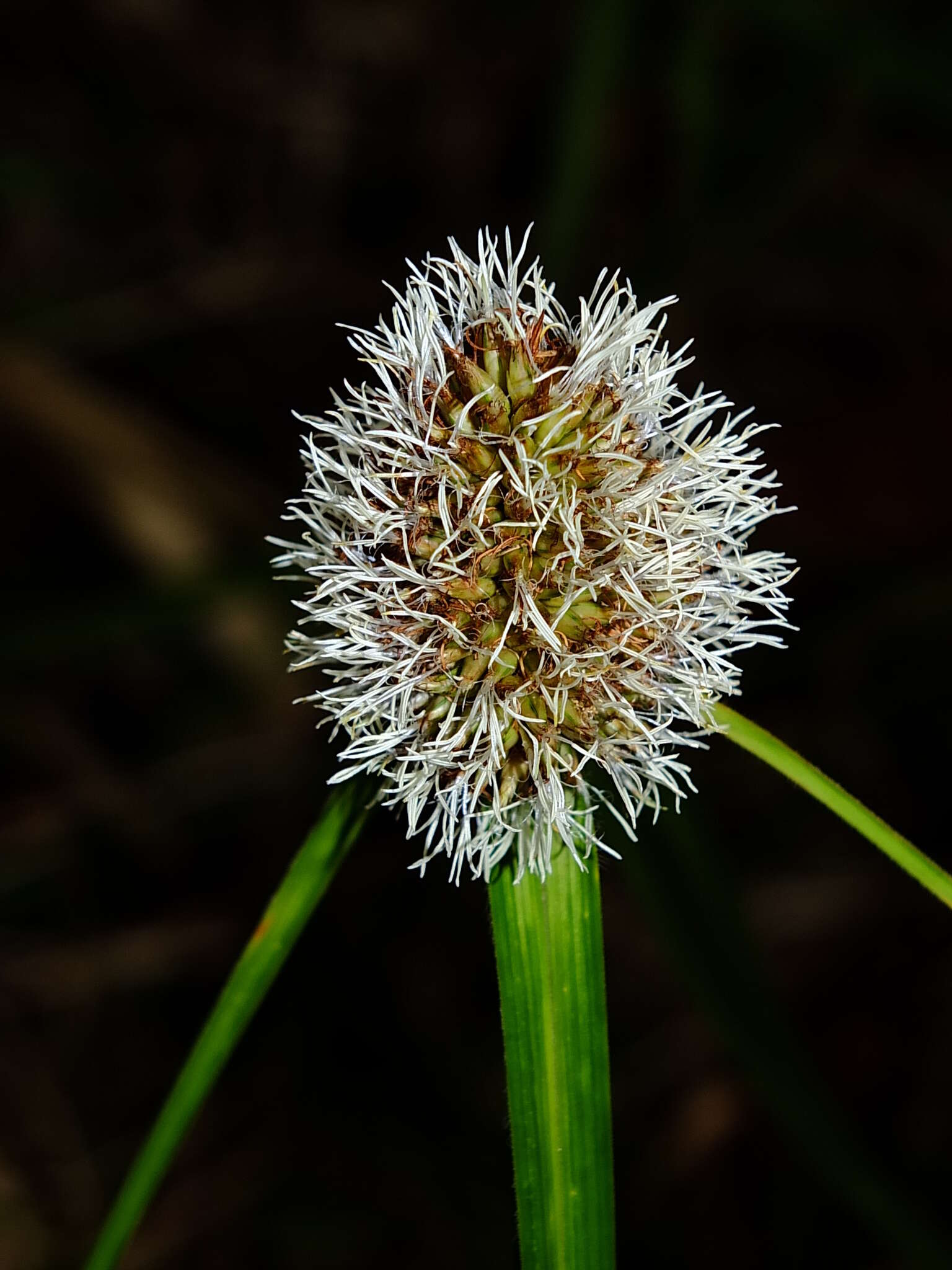 Image of Rhynchospora cephalotes (L.) Vahl