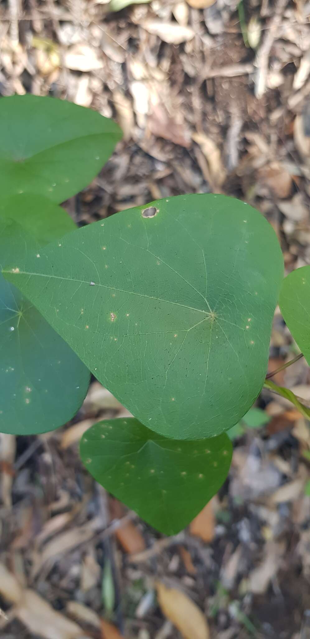 Image de Stephania japonica var. discolor (Bl.) Forman