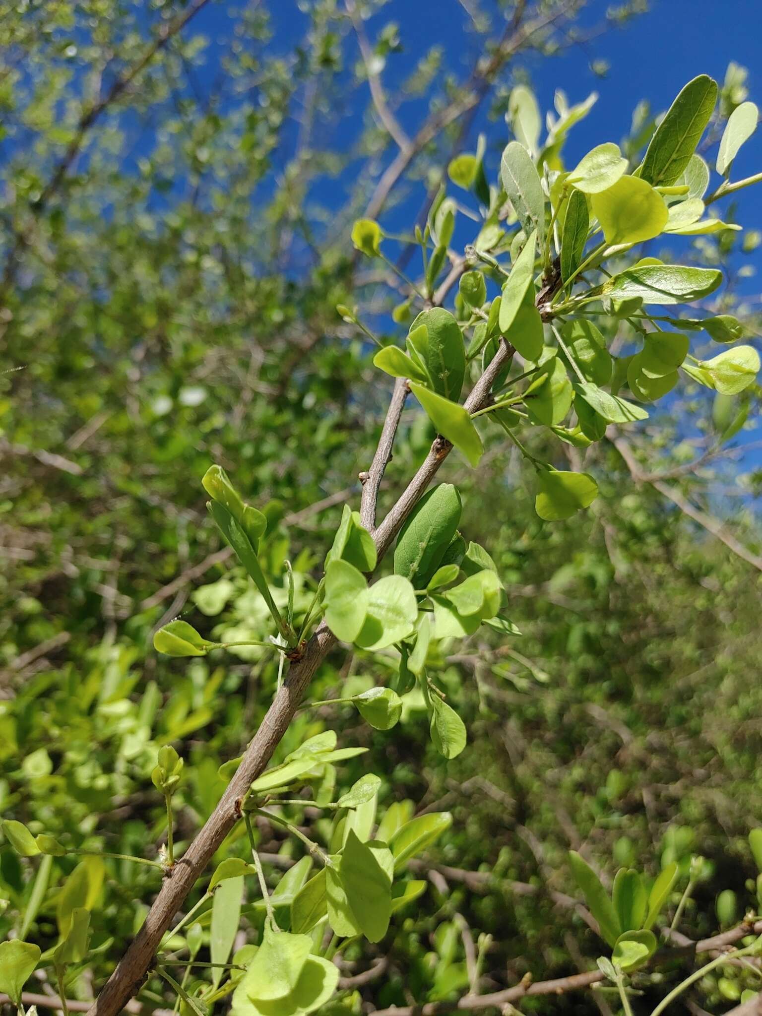 Sivun Terminalia triflora (Griseb.) Lillo kuva