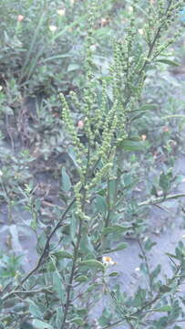 Chenopodium acuminatum Willd.的圖片