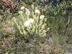 Image of Senecio littoralis Gaud.