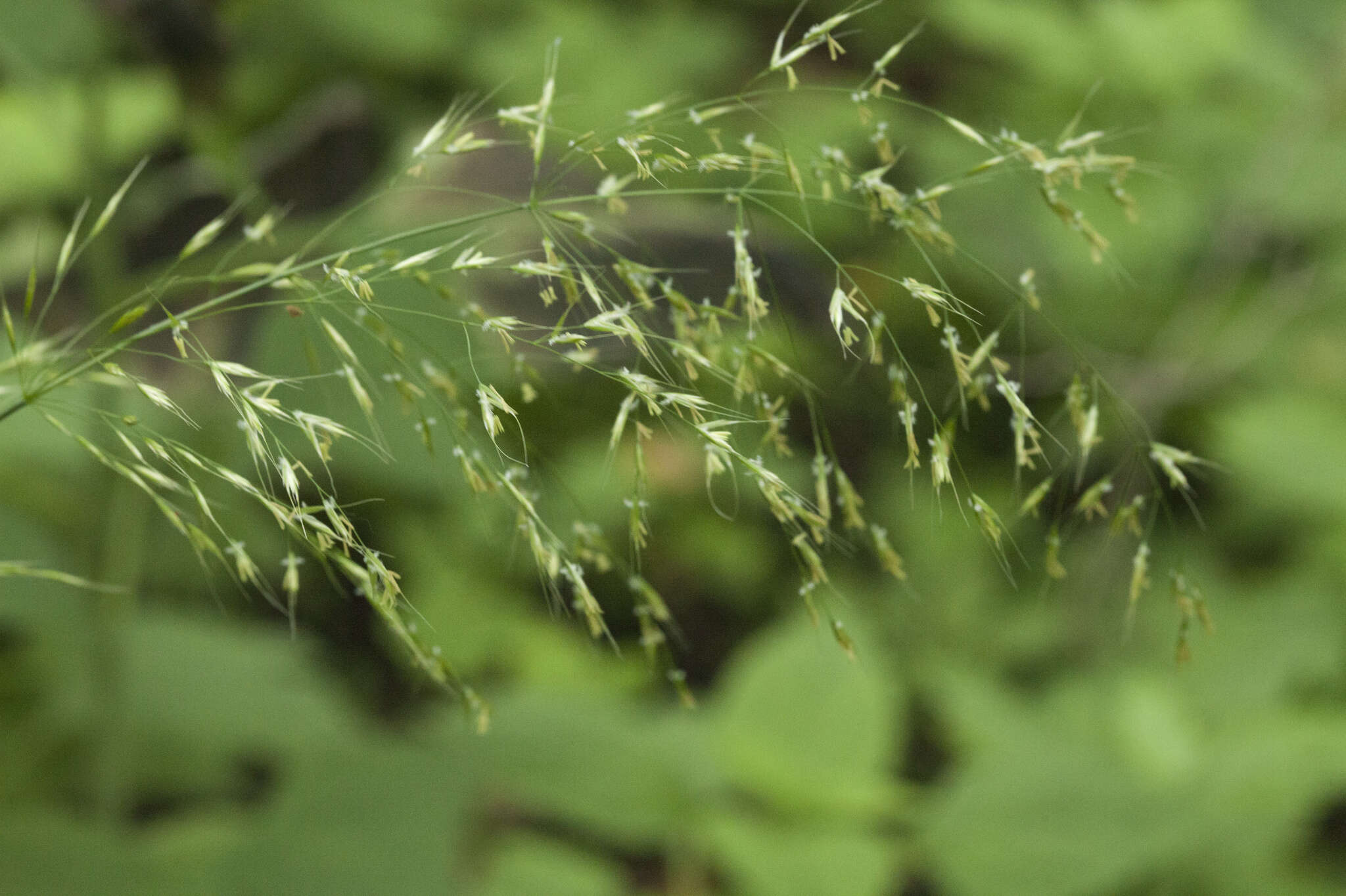 Imagem de Trisetum umbratile (Kitag.) Kitag.