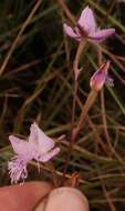 Disa chimanimaniensis (H. P. Linder) H. P. Linder resmi