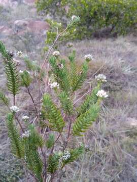 Image of Stenocline ericoides (Boj. ex DC.)