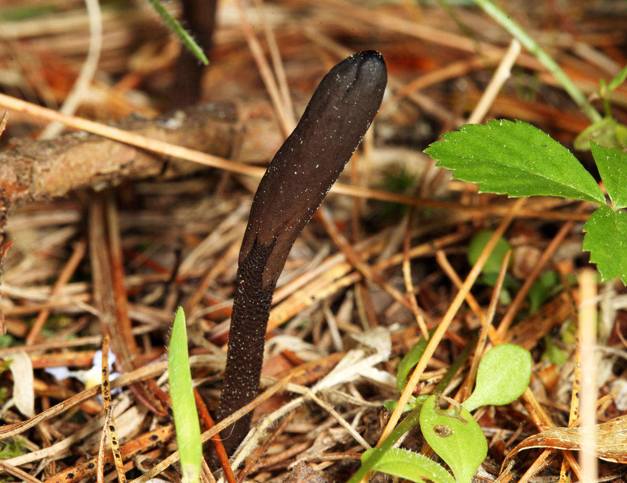 Image of Hemileucoglossum alveolatum (E. J. Durand ex Rehm) Arauzo 2014