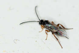 Image of Parasitoid wasp