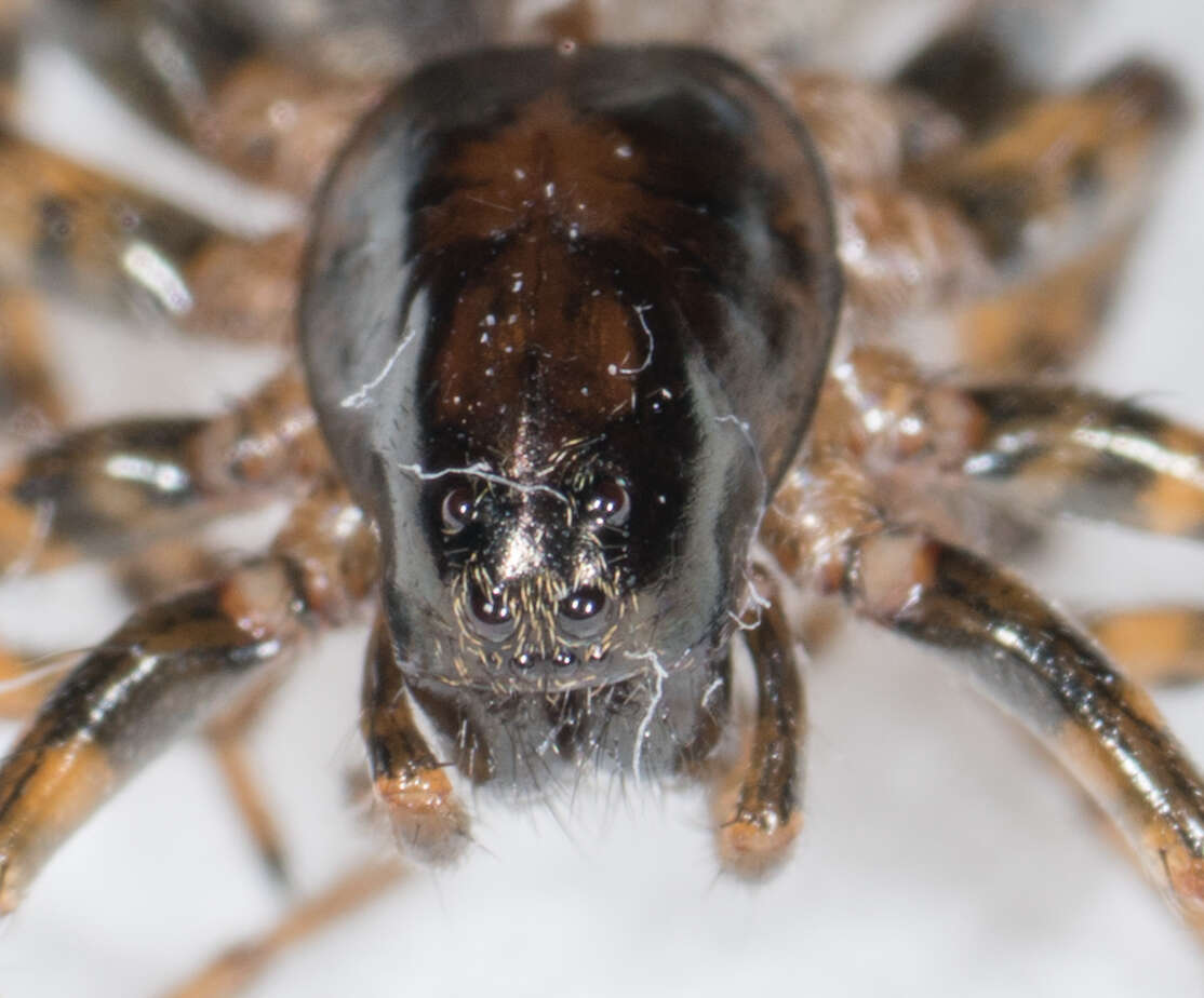 Image of Allocosa subparva Dondale & Redner 1983