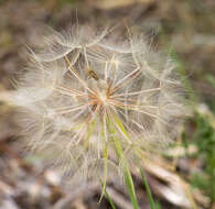 Image of yellow salsify