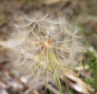 Слика од Tragopogon dubius Scop.