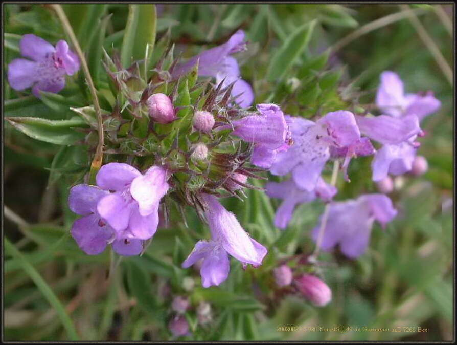 Image of Satureja subspicata Bartl. ex Vis.