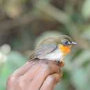 Image of Forest Robin