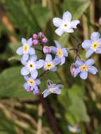 Image de Myosotis decumbens Host